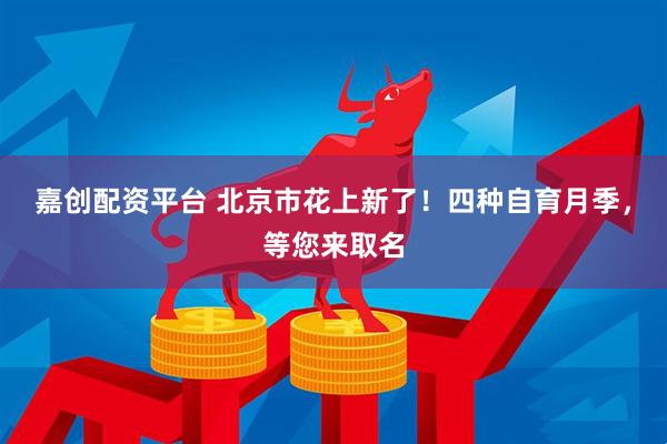 嘉创配资平台 北京市花上新了！四种自育月季，等您来取名